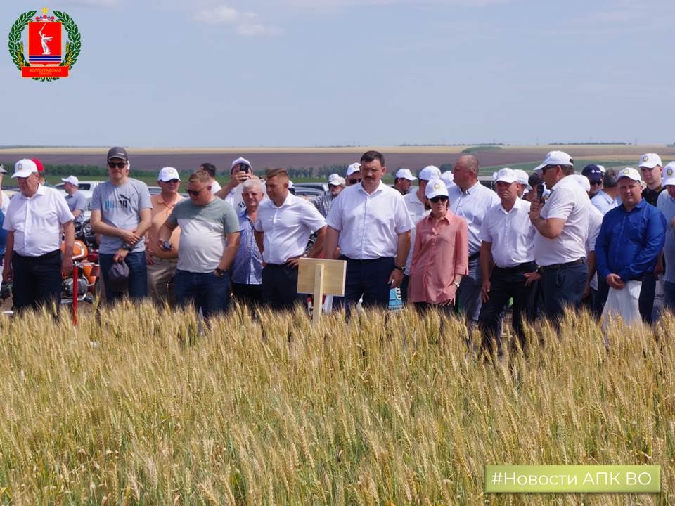 День поля «АгроВолгаДон»: эксперты оценили сорта озимой пшеницы для степных зон Волгоградской области